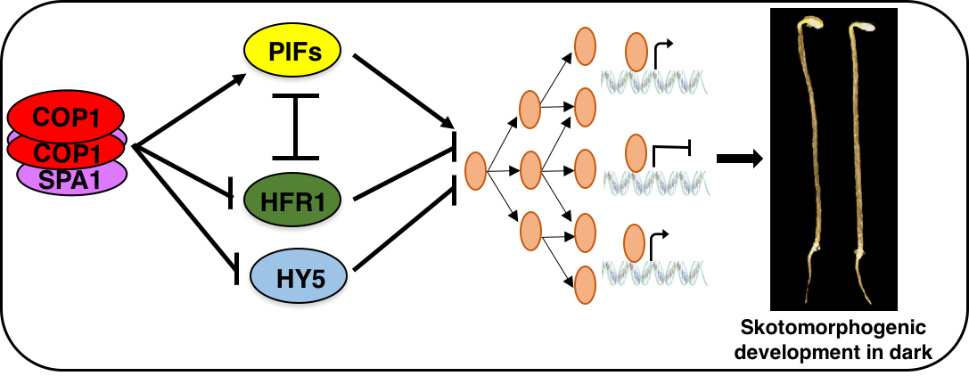 light-signaling-5